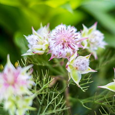 アヨバブライダルスター