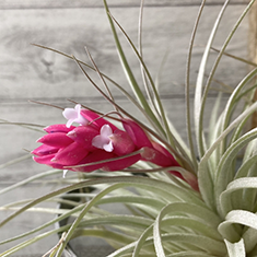 コットンキャンディーパープル