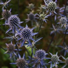 エリンジューム マグネーター