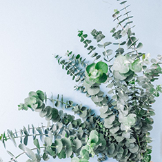 ユーカリベイビーブルー