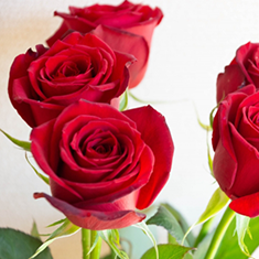 バラ フリーダム