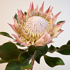 プロテア キングプロテア