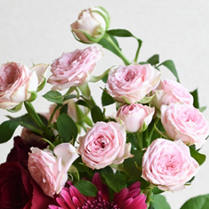 バラ ピンクオハラ