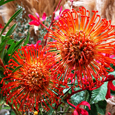 ピンクッション サクセション