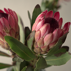 プロテア ロビン