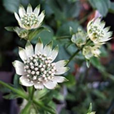 スターオブビリオン