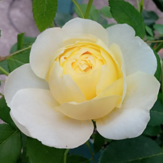 バラ ヴァネッサ