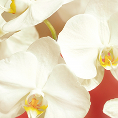 コチョウラン 白